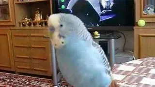 Говорящий попугайчик Вася - смотреть до конца :)