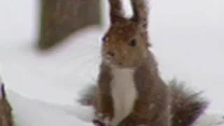 雪の中の元気なエゾリス　Energetic squirrel in snow