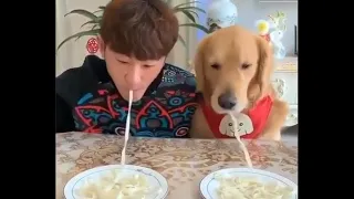 🤣 Funniest 🐶 Dogs World Pasta Eating Championship (World Record Broken) 😇