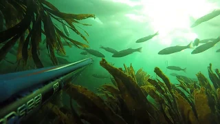 2 shore dives in Cornwall (Spearfishing)