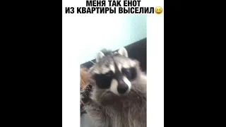 МЕНЯ ТАК ЕНОТ ИЗ КВАРТИРЫ ВЫСЕЛИЛ😆