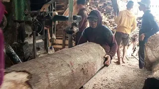 pria ini menghabiskan banyak kayu,jabon jingji sengon akasia salam waru