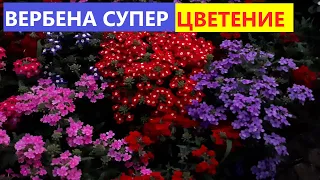 ВЕРБЕНА из семян🌺Ваш Цветник будет Оочень Красивым