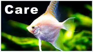 Angelfish Care and Breeding: Check Out All The Varieties!