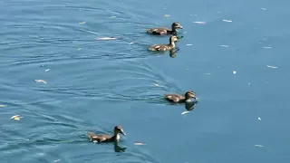 Little quackers at the lake.