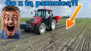 #305- Co z tą pszenicą? żółte place ? Uzupełnić niedobory! Rolnictwo to wielka zagadka ?!