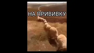 Все на прививку!) Исключительно шуточное видео и немного позитива друзья!