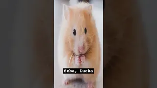 tvoje jméno tvoje zvíře #aesthetic #cute #clarioncheese #type #animals #800subs #part11