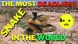 Most Deadliest Snake In The World #shorts #Discovery #wildlifeadventure #Youtubeshorts