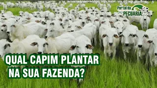 Qual capim plantar na sua fazenda?