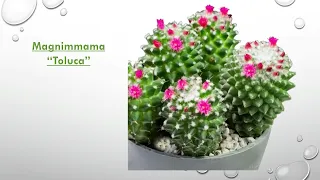 55 Types Mammillaria Cactus With Their Names