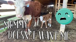 How To Get a Cow To Take a Calf