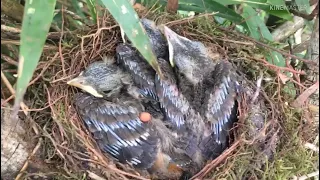 Encontramos muitos ninhos de pássaros no mato