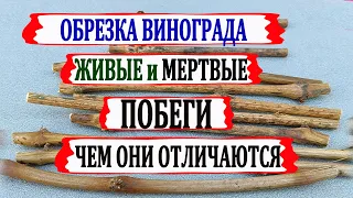 🍇 ЖИВЫЕ и МЕРТВЫЕ побеги на винограде. Как их различить и как после обрезки не остаться без урожая.