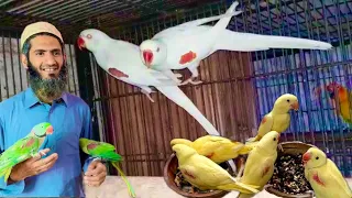 Yellow Alexander raw Parrot New 6 baby Chiks Breed Update - Talking Parrot