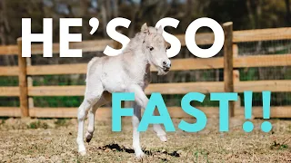 I Set My Baby Mini Horse FREE!!