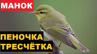 🔊ГОЛОС (МАНОК) ПЕНОЧКА ТРЕСЧЕТКА - КАК РАЗОЗЛИТЬ ПТИЧКУ?