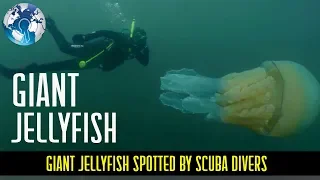 Giant Jellyfish Spotted and found by scuba Divers