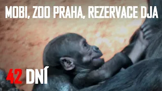 MOBI - Baby Gorilla | Gorilí mládě Mobi - ZOO Praha