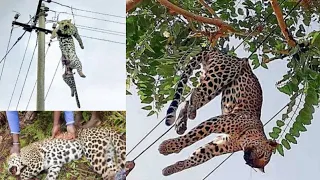 Electrical Shock will Not be Merciful To Animals | Helpless Human See Terrifying Moments When Wild