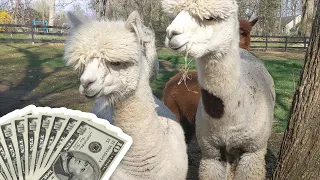 How To Make Money With Alpacas | Making Money On An Alpaca Farm