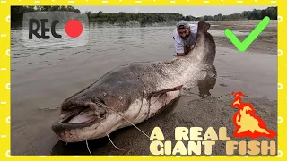 Giant 200 lbs fish with a short rod by CATFISH WORLD