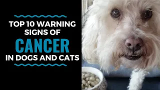 Top 10 Warning Signs of Cancer in Dogs and Cats: Vlog 81