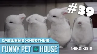 СМЕШНЫЕ ЖИВОТНЫЕ И ПИТОМЦЫ #39 МАРТ 2019 [Funny Pet House] Смешные животные