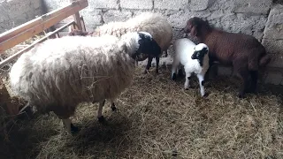 Qoyun ana bala satılır super damazlıq.🐏iymet bir cüt heyvan üçündür.