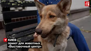 В Киеве работает приют для животных, оставшихся без хозяев из-за войны