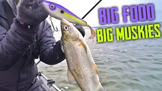 Musky Fishing Minnesota Cisco Spawn