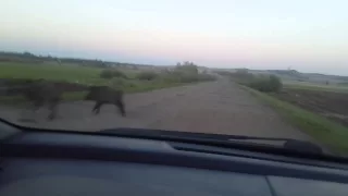 Кабаны Альшеевский район д . Новосепяшево