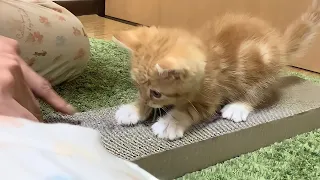 爪とぎを教えてもらう子猫がかわいすぎる