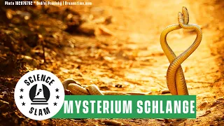 Manche Schlangen wechseln die Farbe: 5 kuriose Fakten über die Reptilien (Sebastian Lotzkat)
