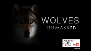 Wolves Unmasked Film Trailer - Can Wolves Return to the UK? 🐺 Rewilding  Britain 🐺