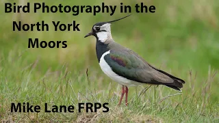 Bird Photography in the North York Moors National Park