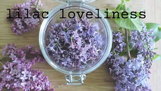 lilac loveliness + how to make a lilac bitters + infused honey + lilac water