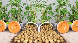 Revealing how to grow potatoes in plastic containers for more tubers | Use fertilizer from fish