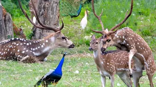 Spotted deer meetings in jungle | Peacock dancing | deer pantry