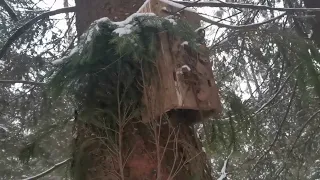 Охота на куницу капканами /ловушками предпоследний выход в сезоне. 3 шт в корзинке.