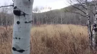 Bigfoot Sighting Alpine Loop Utah Send in Breakdown