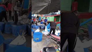 bongkar ikan dari kapal di pelabuhan muara baru#fishlike#viral