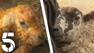 Emergency C-Section Saves Lamb | The Yorkshire Vet | Channel 5