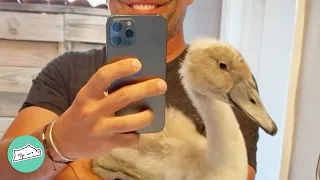 Swan Family Has Been Visiting This Man For 6 Years To Show Their Babies | Animal Stories