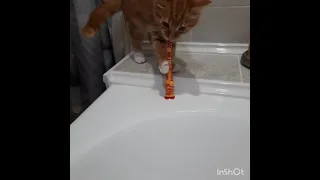 Кот чистит зубы. cat brushing teeth