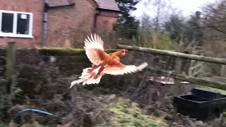 Chickens And Guineafowl Flying Over Fence