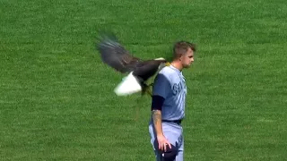 A bald eagle lands on the back of James Paxton