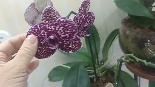 оставила орхидейки без присмотра на две недели. что с ними произошло.