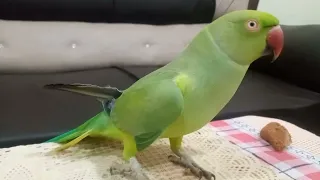 Very Clear Voice Of Ringneck Talking Parrot In Urdu Hindi #parrot