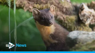 Pinemartens drafted in to fight grey squirrel incursion